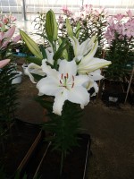 [3256 Castellani World B No202.JPG]